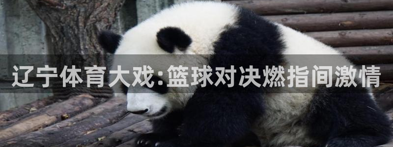 178直播体育免费观看：辽宁体育大戏:篮球对决燃指间激情